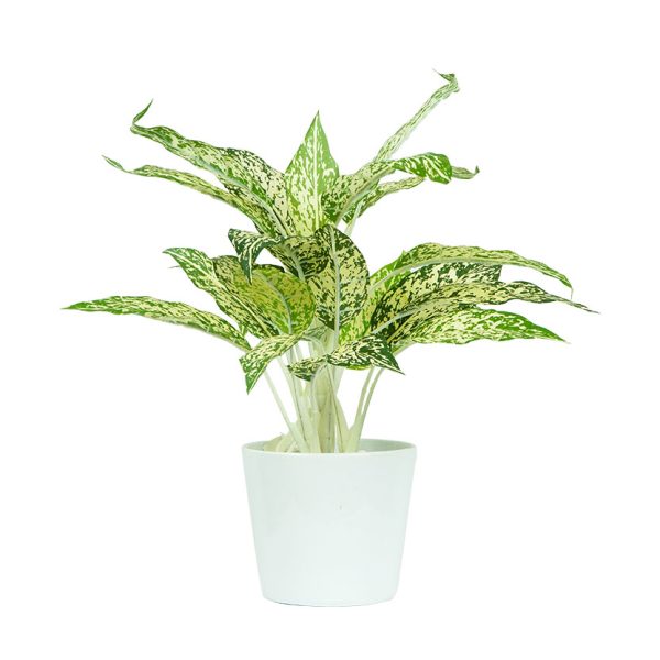 Chậu Ngọc Ngân 15cm